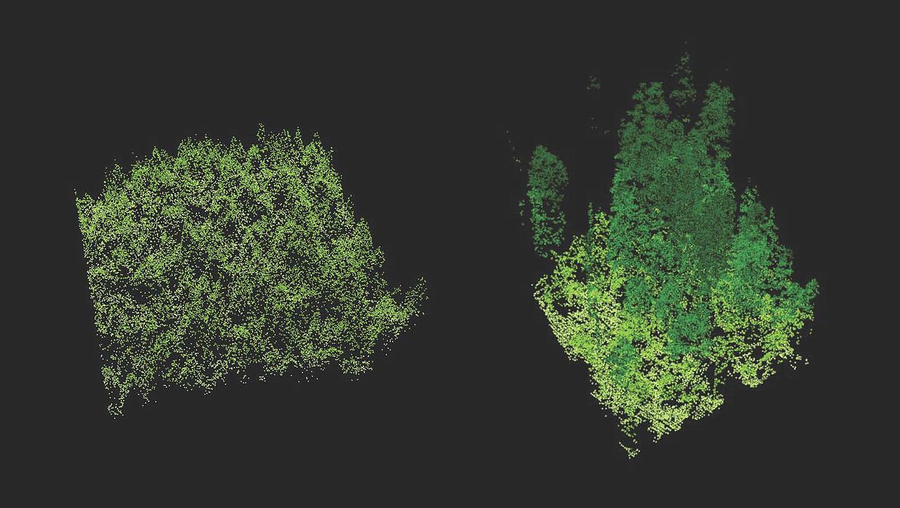 Lidar imaging comparing old-growth forest (right) to a new plantation of trees (left).